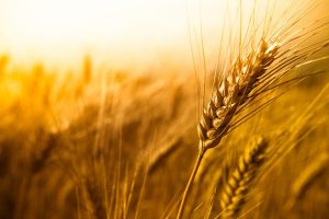 Плевела и пшеница: время покажет, кто есть кто